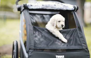 Sport & Cargo Kids Thule Courier Dog Trailer Kit 20301001